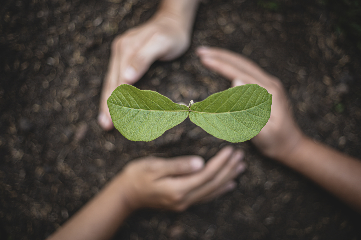 Plant a tree